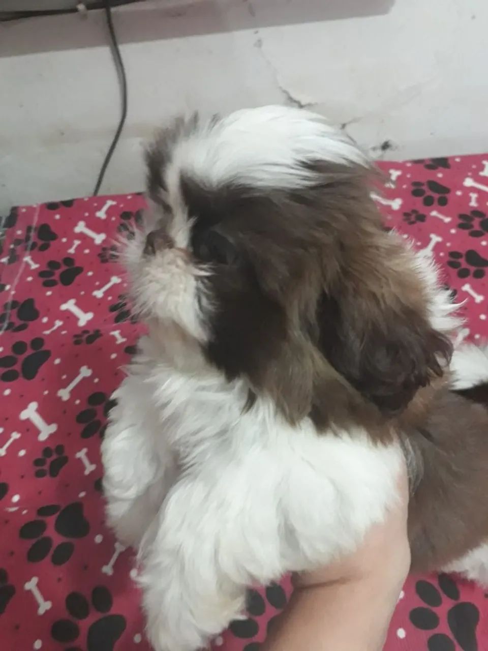 Shih tzu