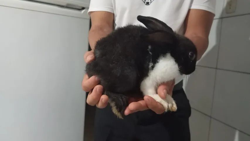 Coelhos adultos com 6 meses Raça Nova Zelândia - Foto 2