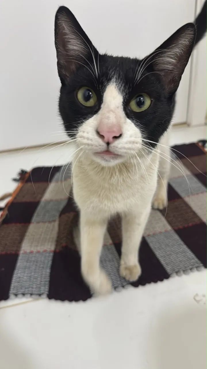 DOAÇÃO GATO 