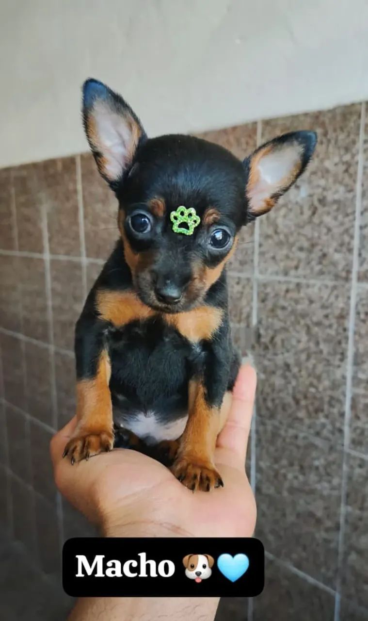 Pinscher 0 - Leve hoje mesmo 