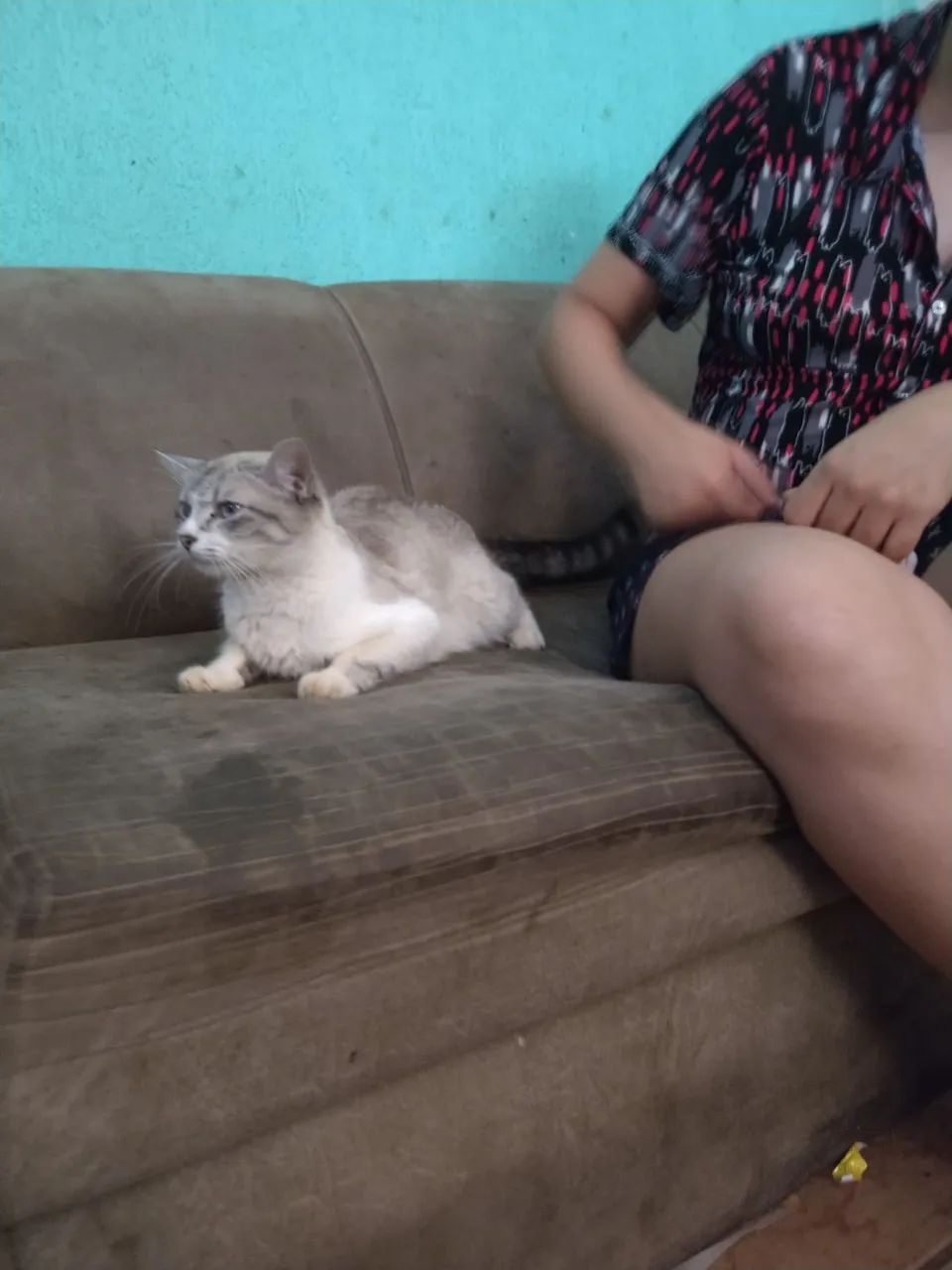 Doação de gata  - Foto 3