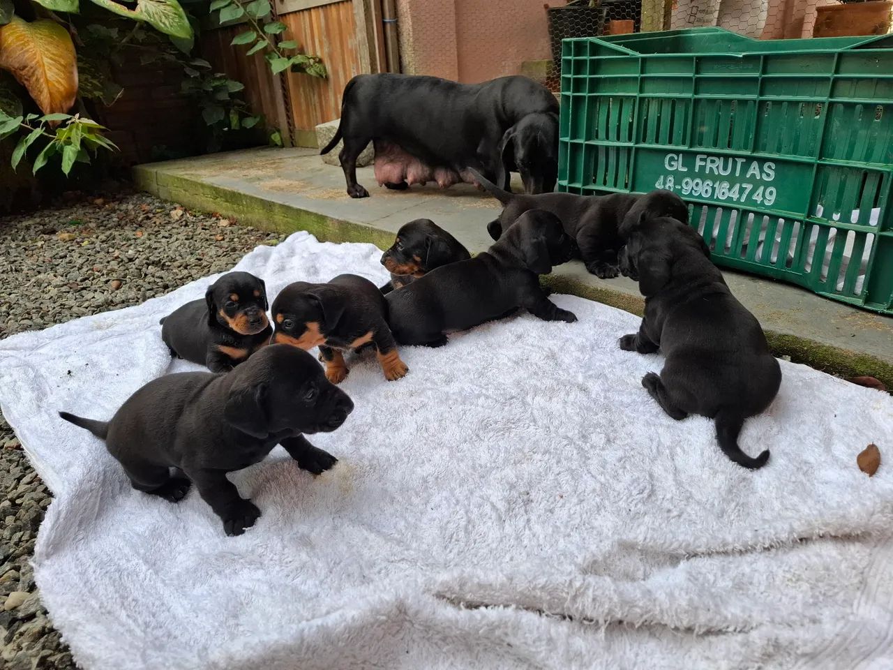 Filhotes de Dachshund "salsicha" Cofap teckel puro  - Foto 4