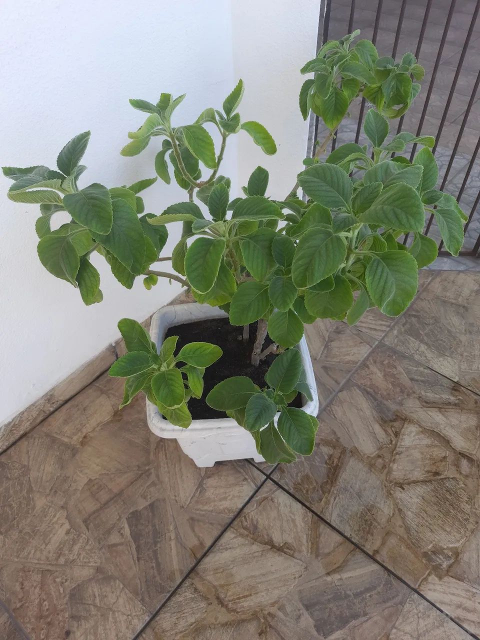 Vaso de Plantas