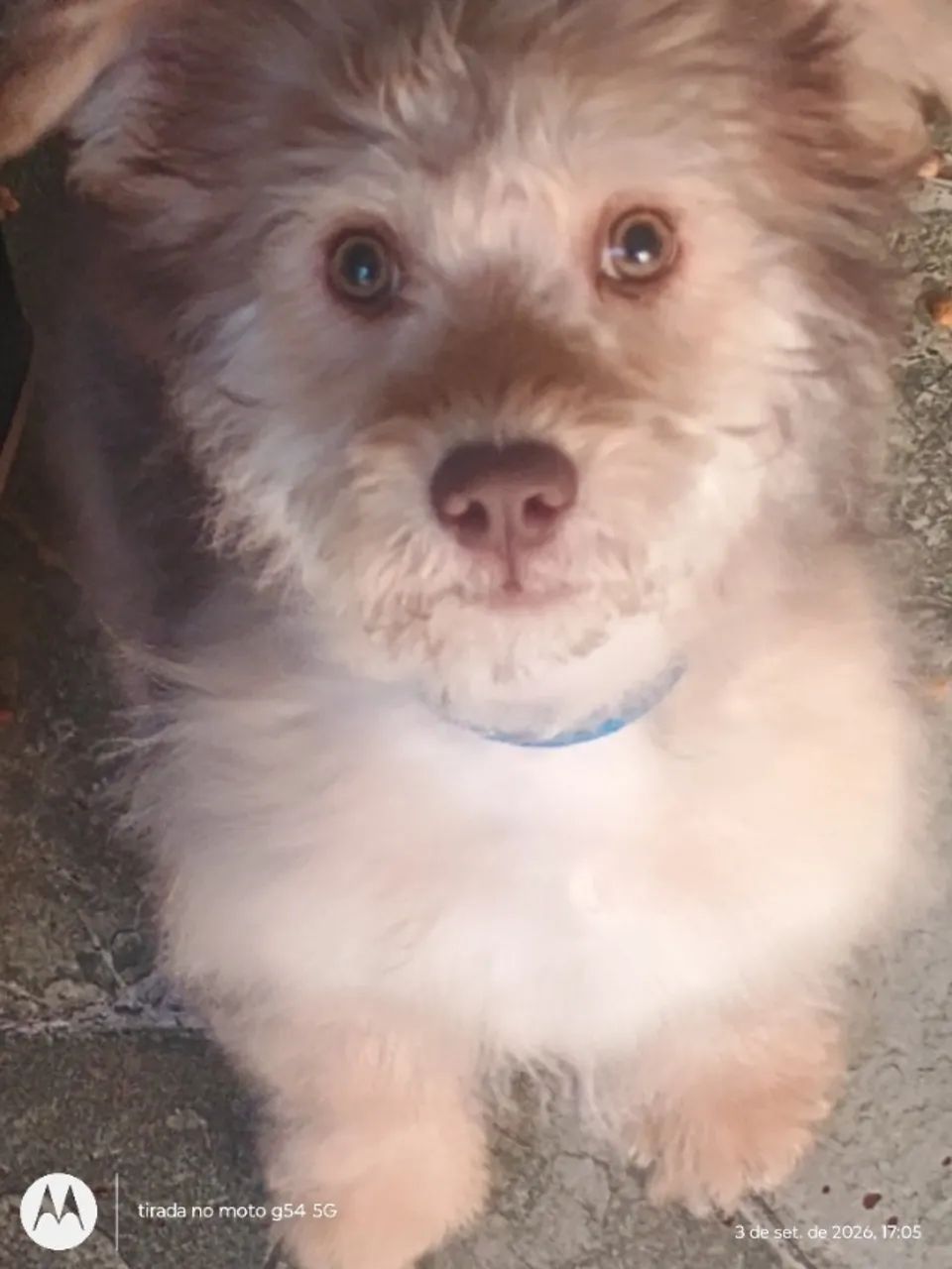 Cachorro 