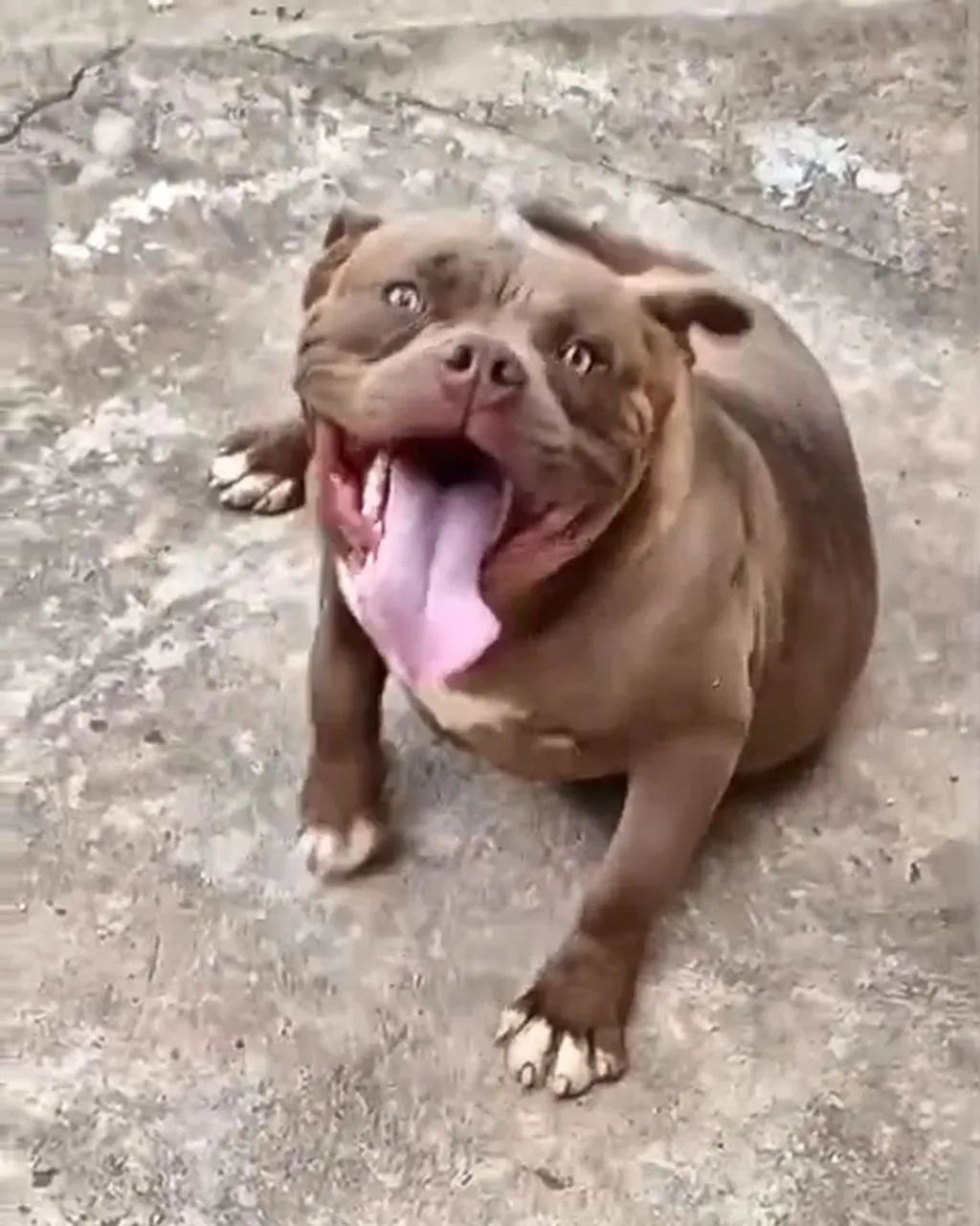 American bully