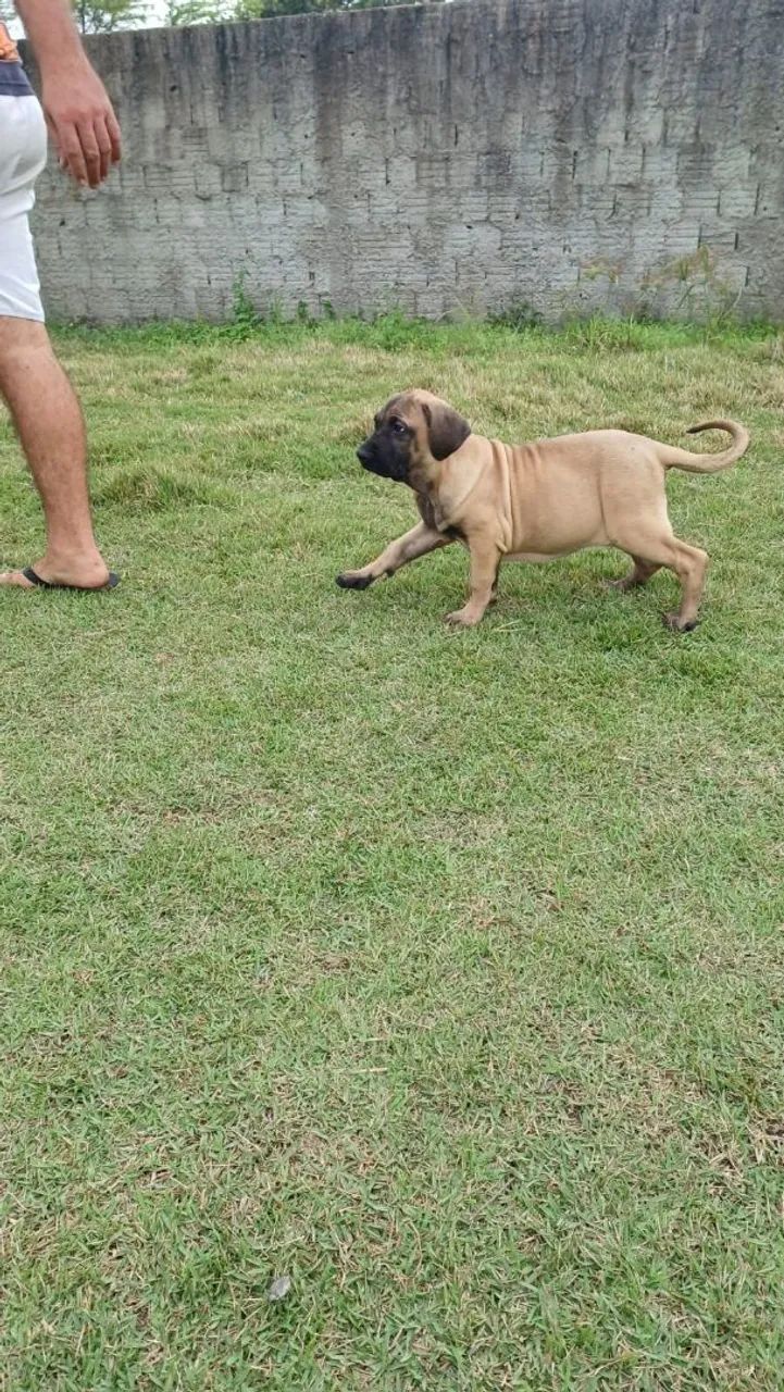 Fila Brasileiro  - Foto 3