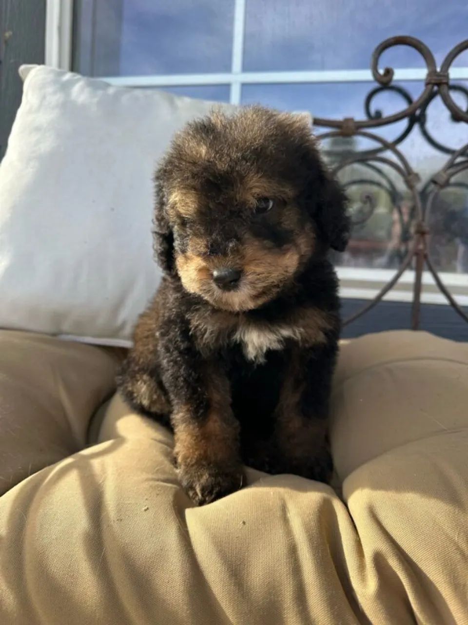 poodle  - Foto 2