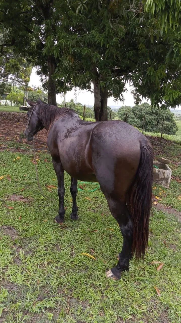 Cavalo  - Foto 5