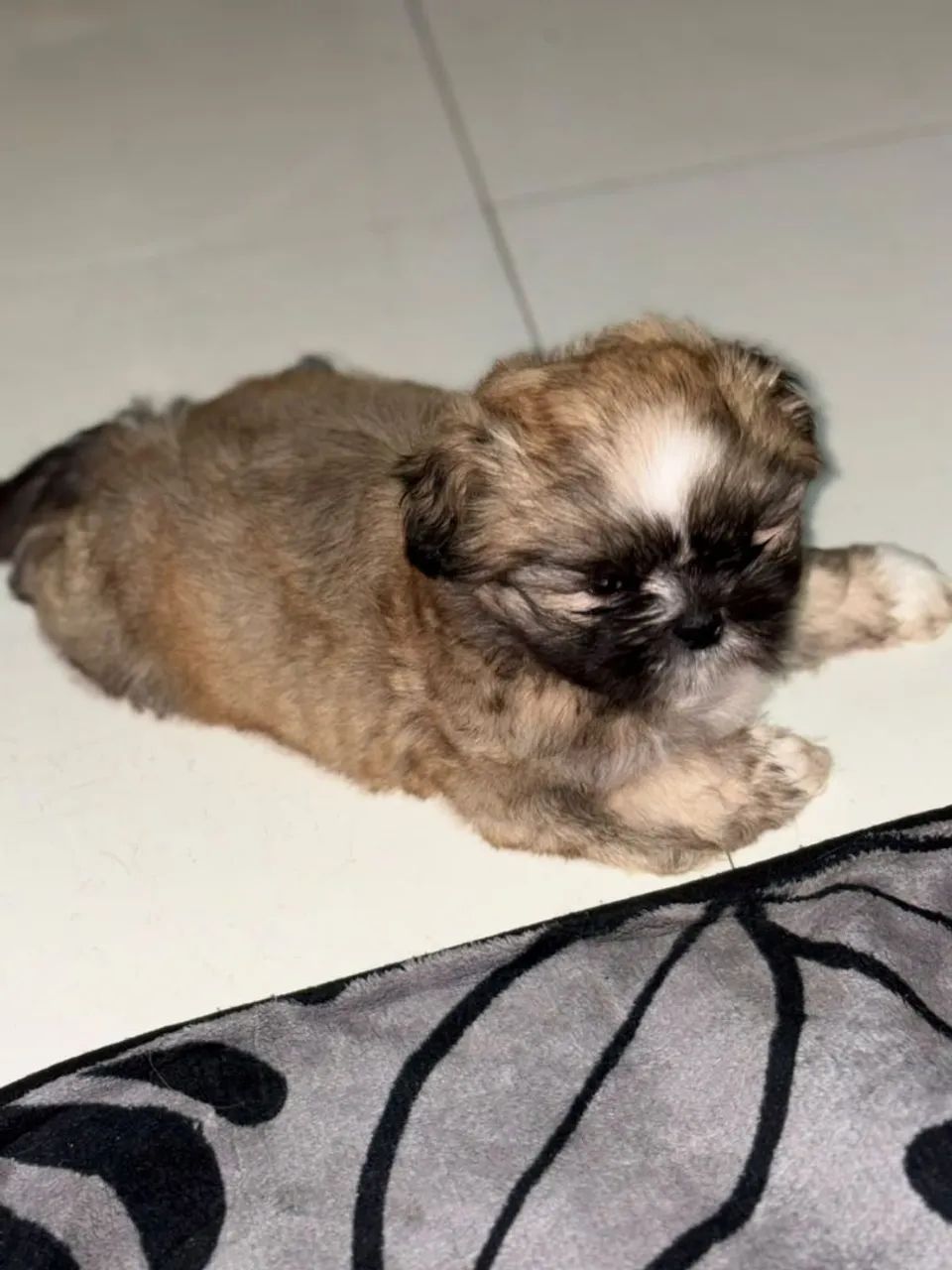 Machinho de Shitzu  - Foto 2