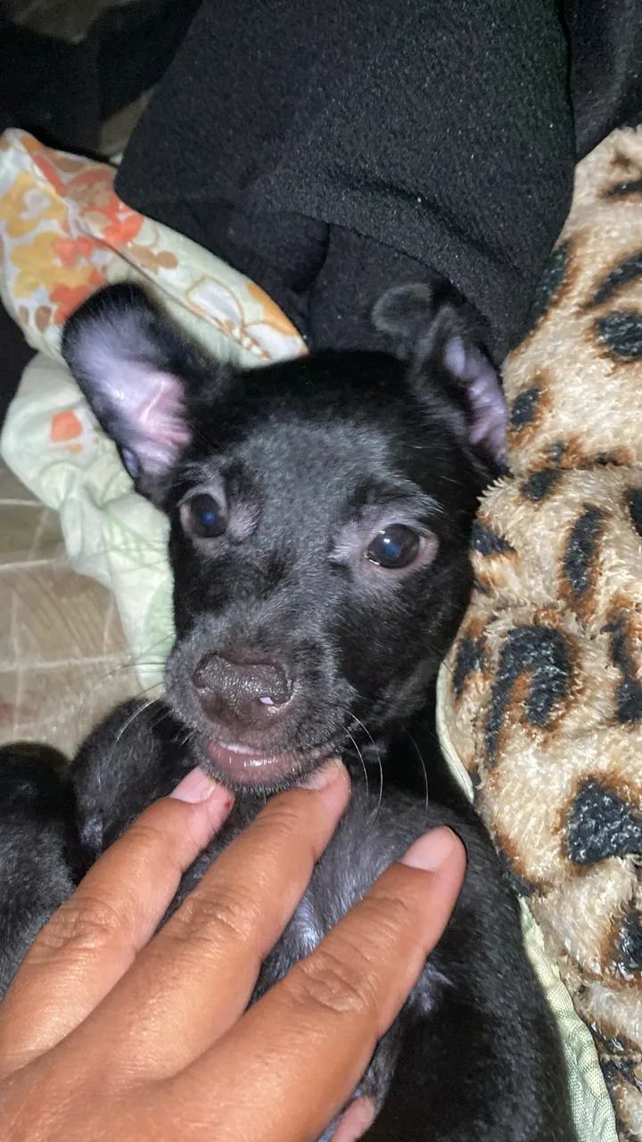 Estou vendendo esse cachorrinho - Foto 4