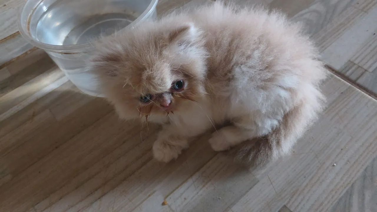 Gatos persa  - Foto 2