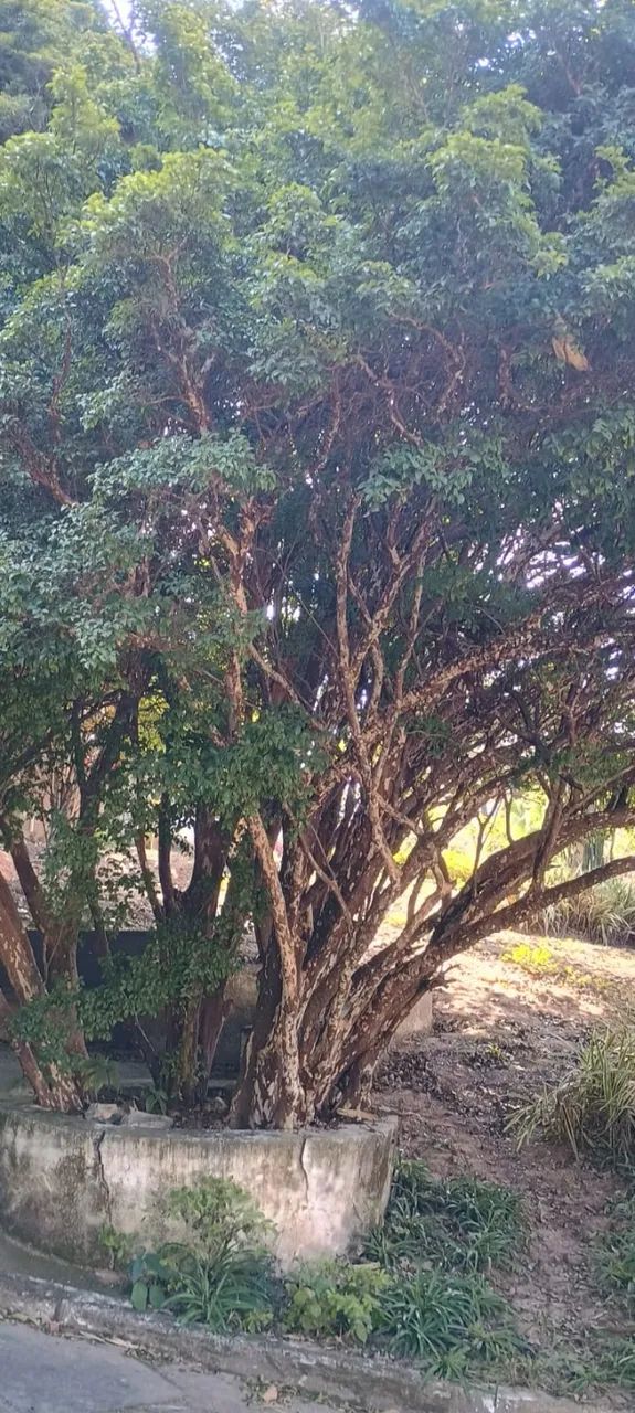 Jaburicabeira ( Árvores frutíferas) - Foto 4