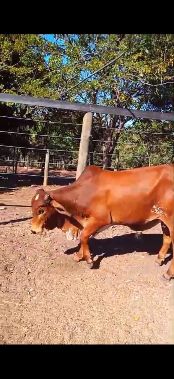 Animais - Foto 5