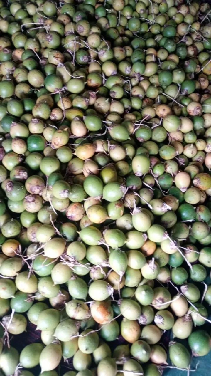 Saca de tucumã do Rio Negro R$180 - Foto 2