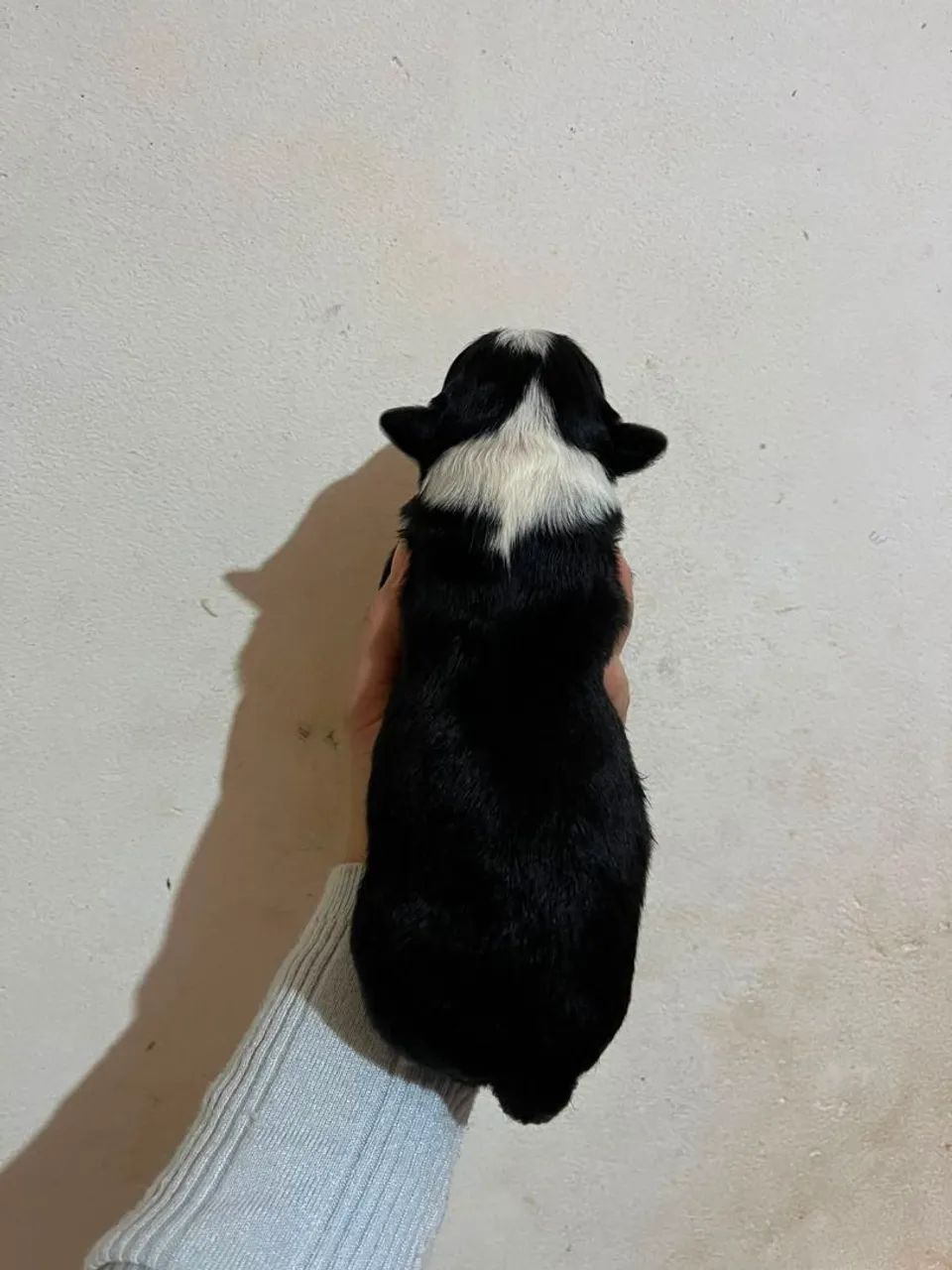 Cachorro  - Foto 2