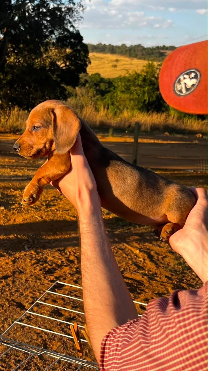Cachorro(a) Dachshund - Foto 3