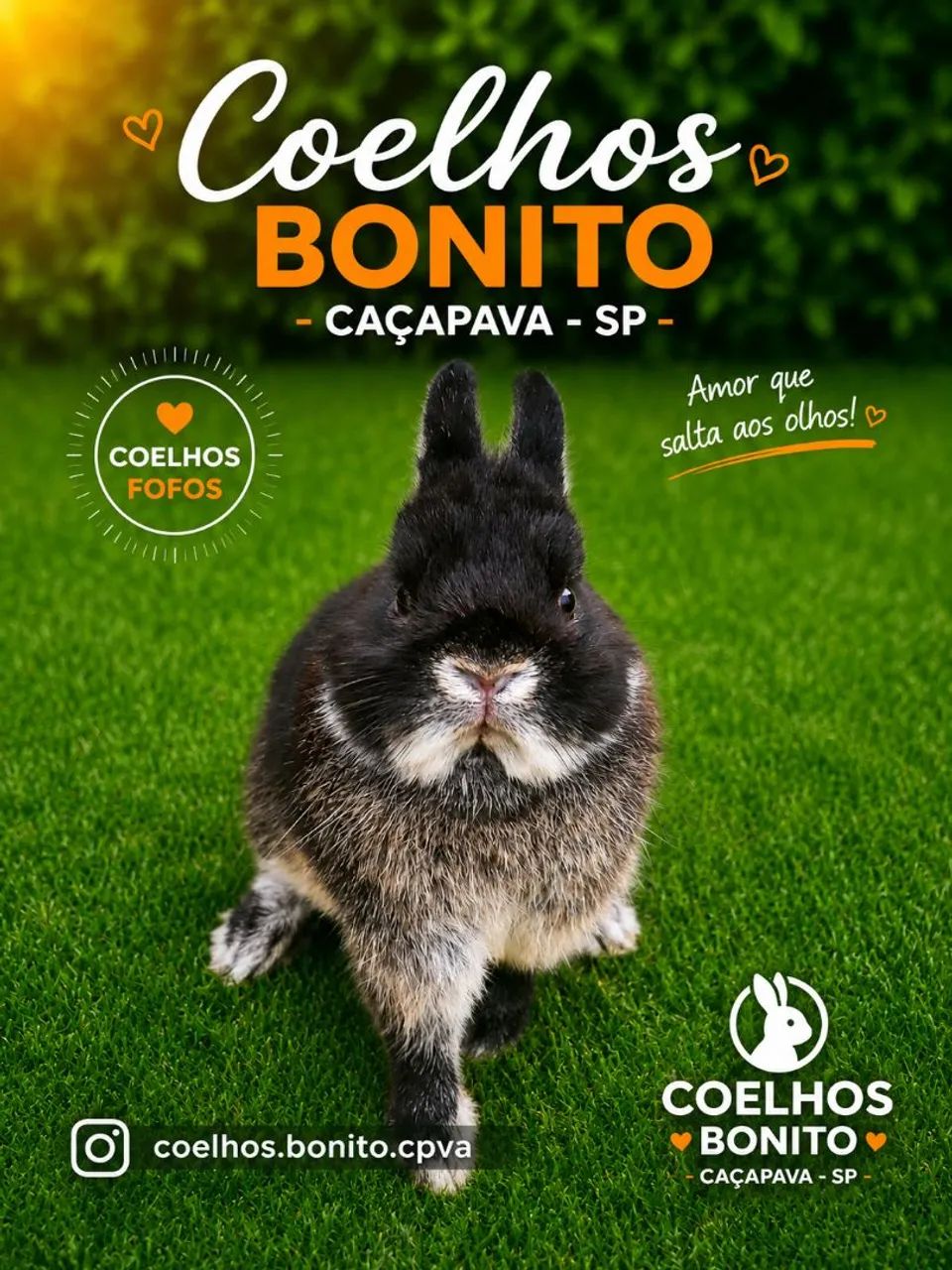 Coelho anão importado Raça netherland dwarf  - Foto 2