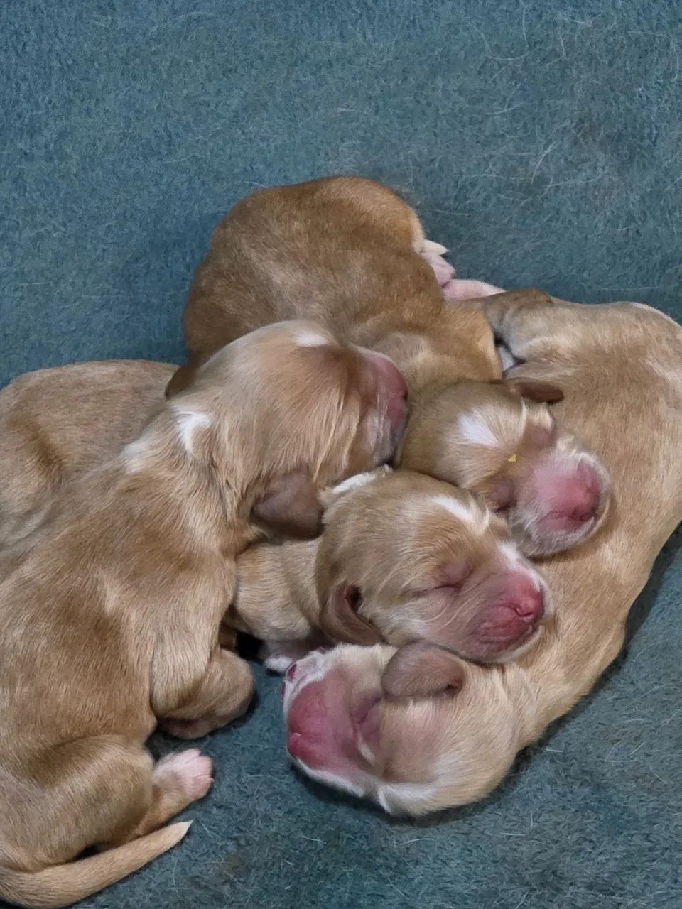 Filhote Cocker Spaniel 