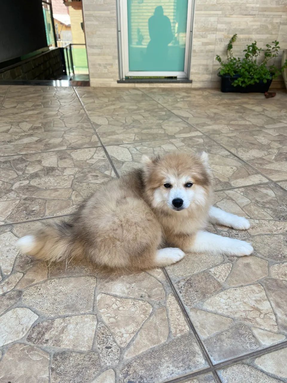 Pomsky f2 macho - Foto 3