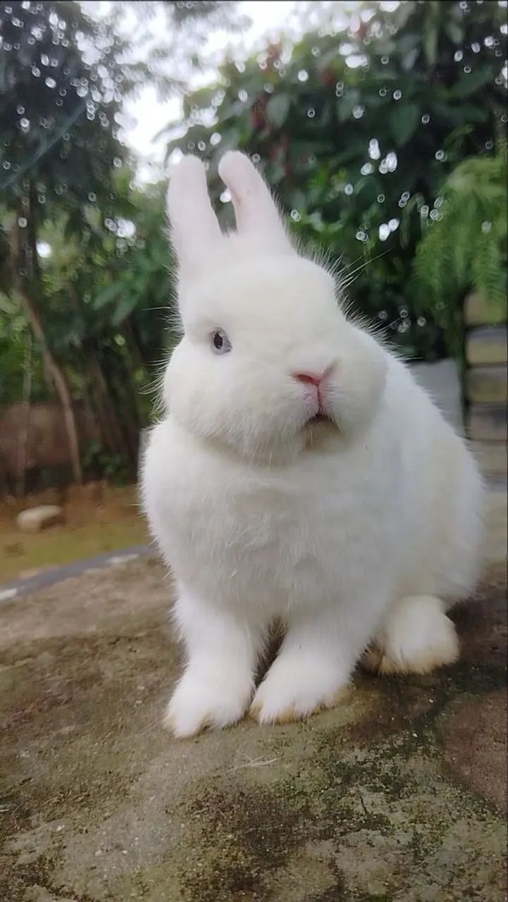 Coelho Netherland Dwarf Macho BEW - Foto 4