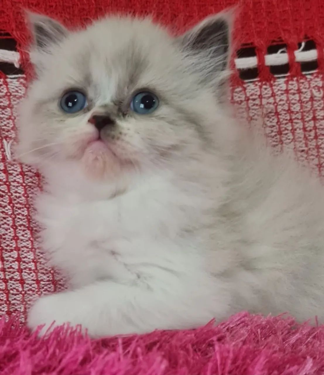 Gato Persa lindos filhotes legítimos!