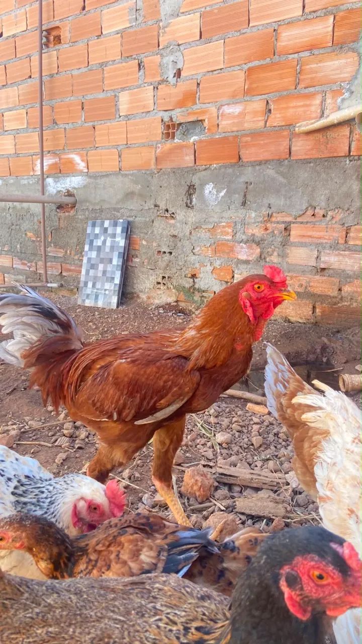 Galo  - Foto 3