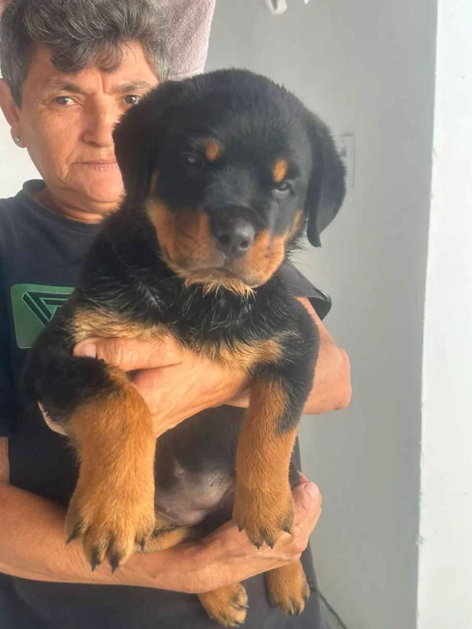 Rottweiler  - Foto 3
