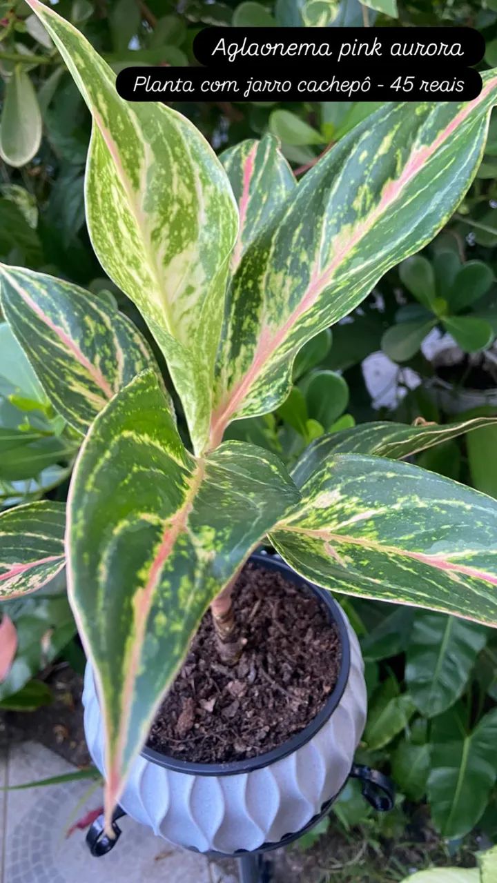 Plantas  - Foto 4