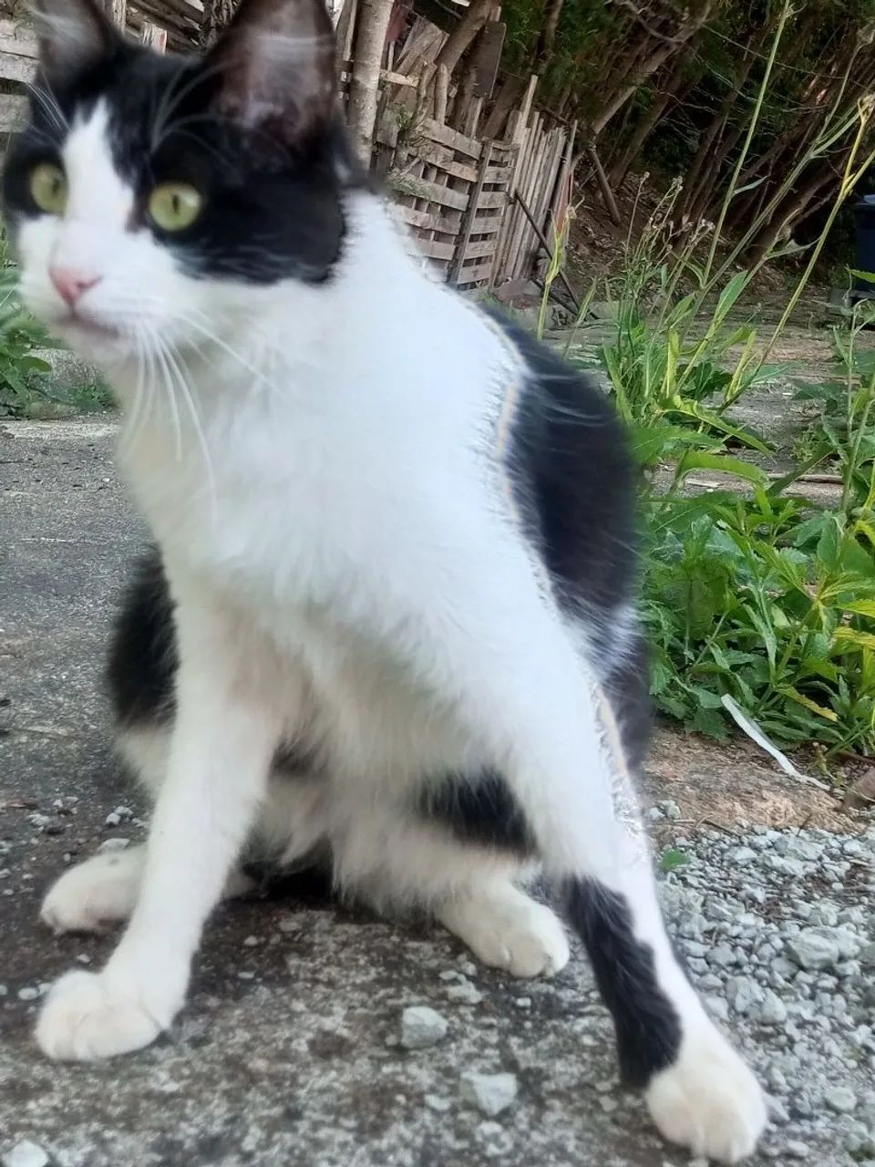 Pet - Foto 3