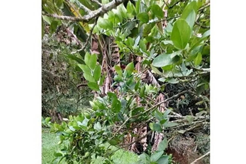 Chácara à venda em Mauá - Foto 3