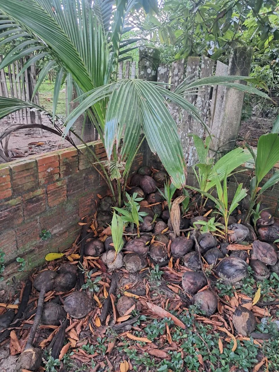 Mudas de coqueiros amarelo e verde