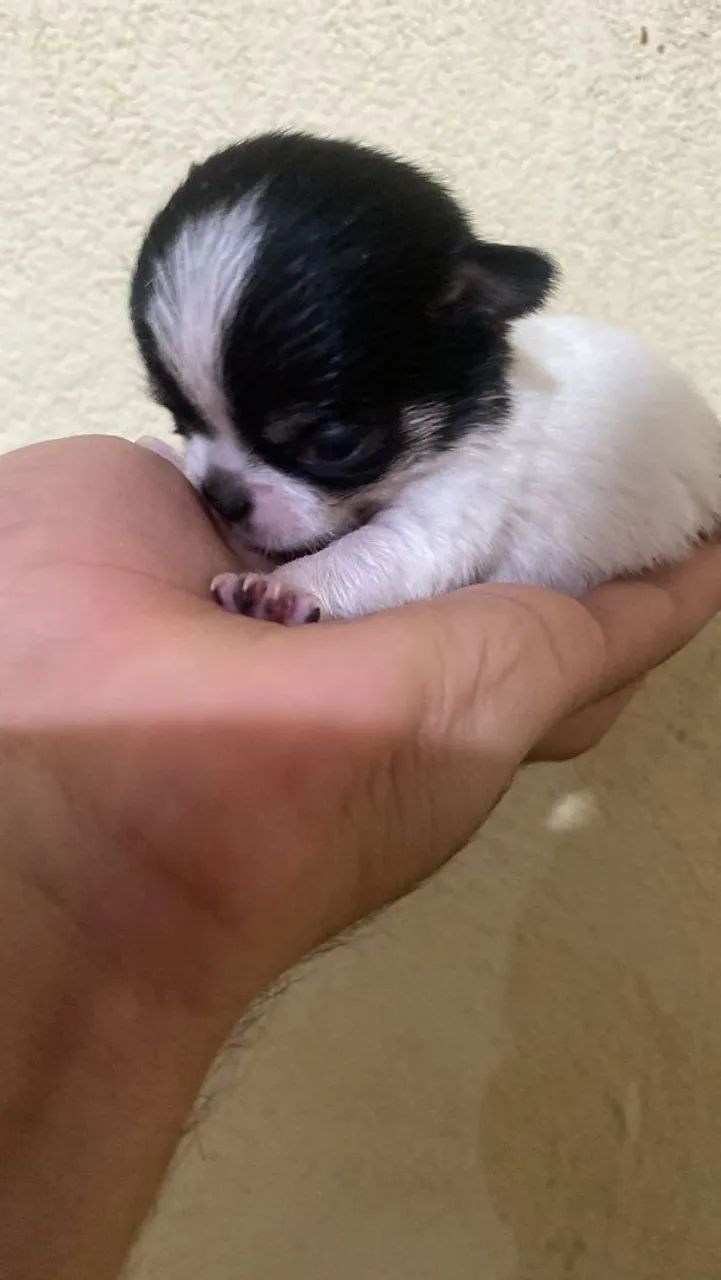 Chihuauha 