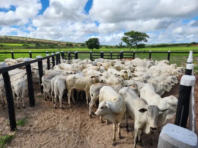 FAZENDA PRONTA ITAPICURU/BA - 670HA - Foto 2