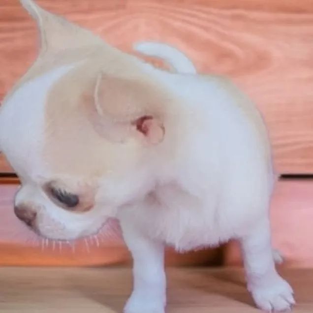 Micro chihuahua 