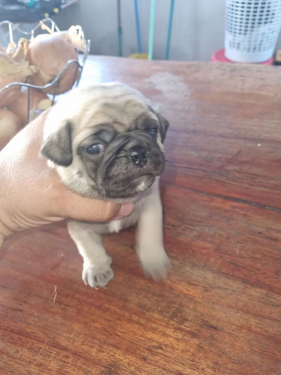 Pug  - Foto 3
