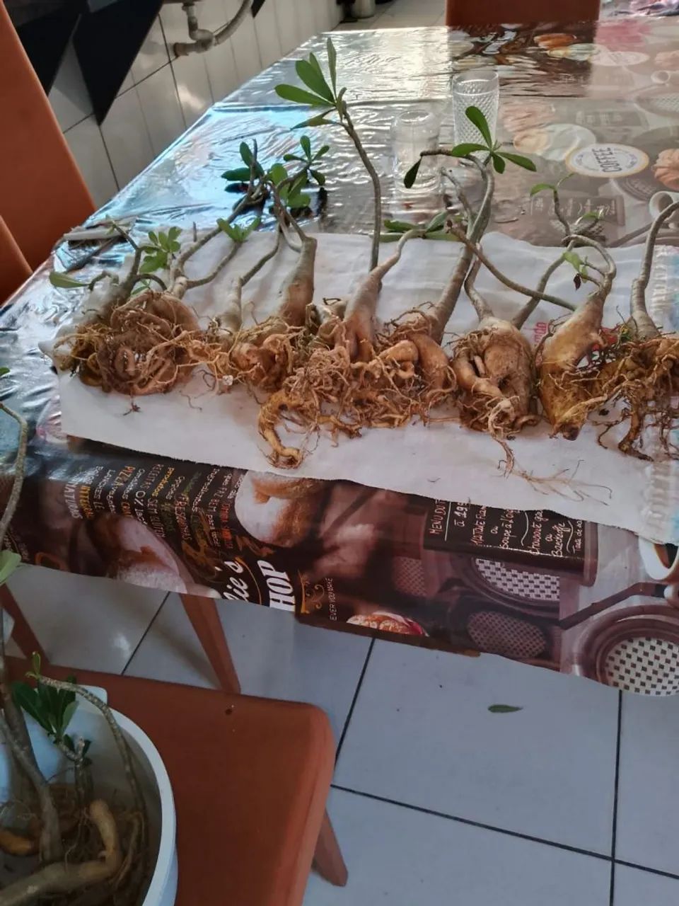 ROSA DO DESERTO 