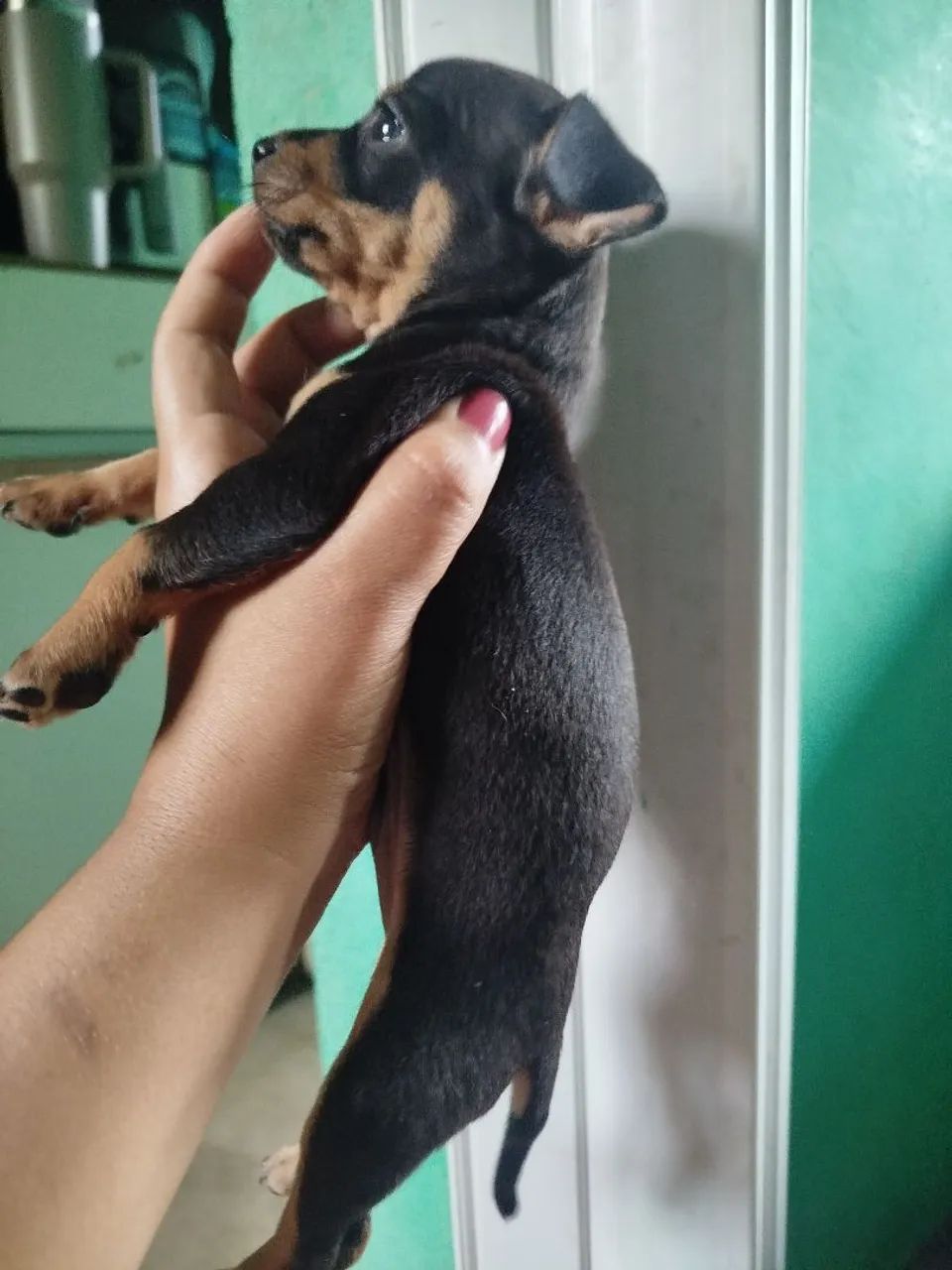 Pinscher  - Foto 2