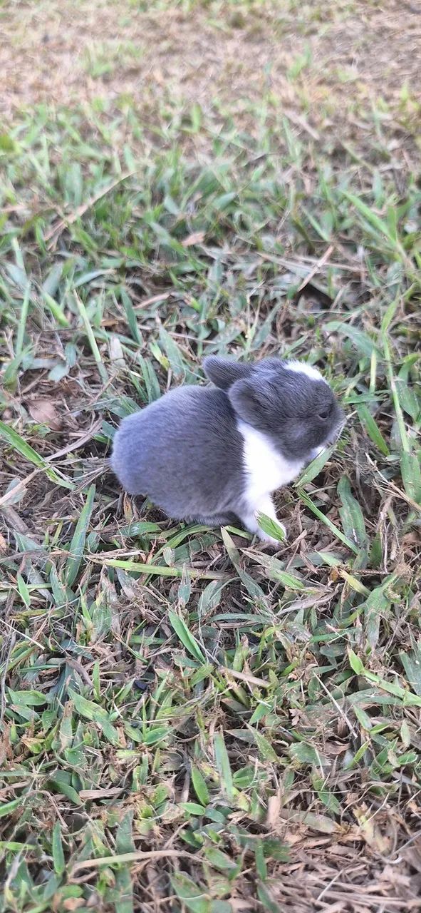 Anão netherland  - Foto 6