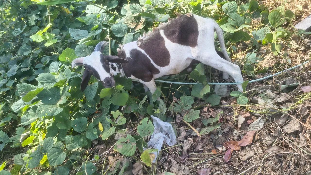 Negocio um bode  - Foto 3