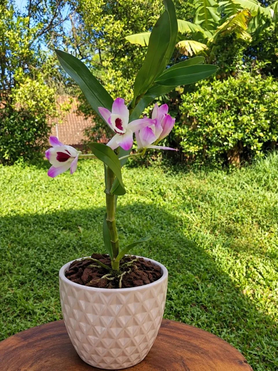 Orquídeas 