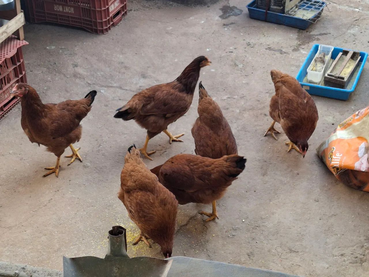 Galinhas ródia 