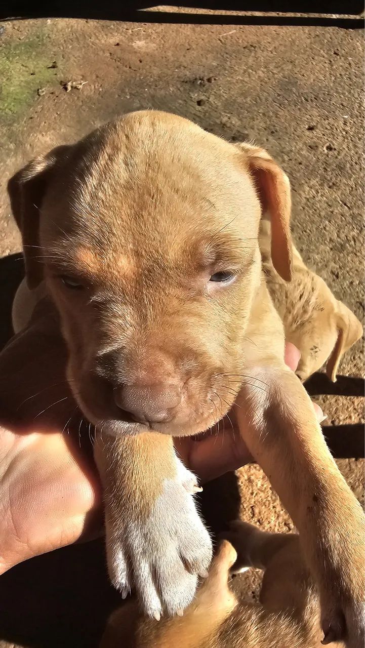 Filhotes de pitbull 