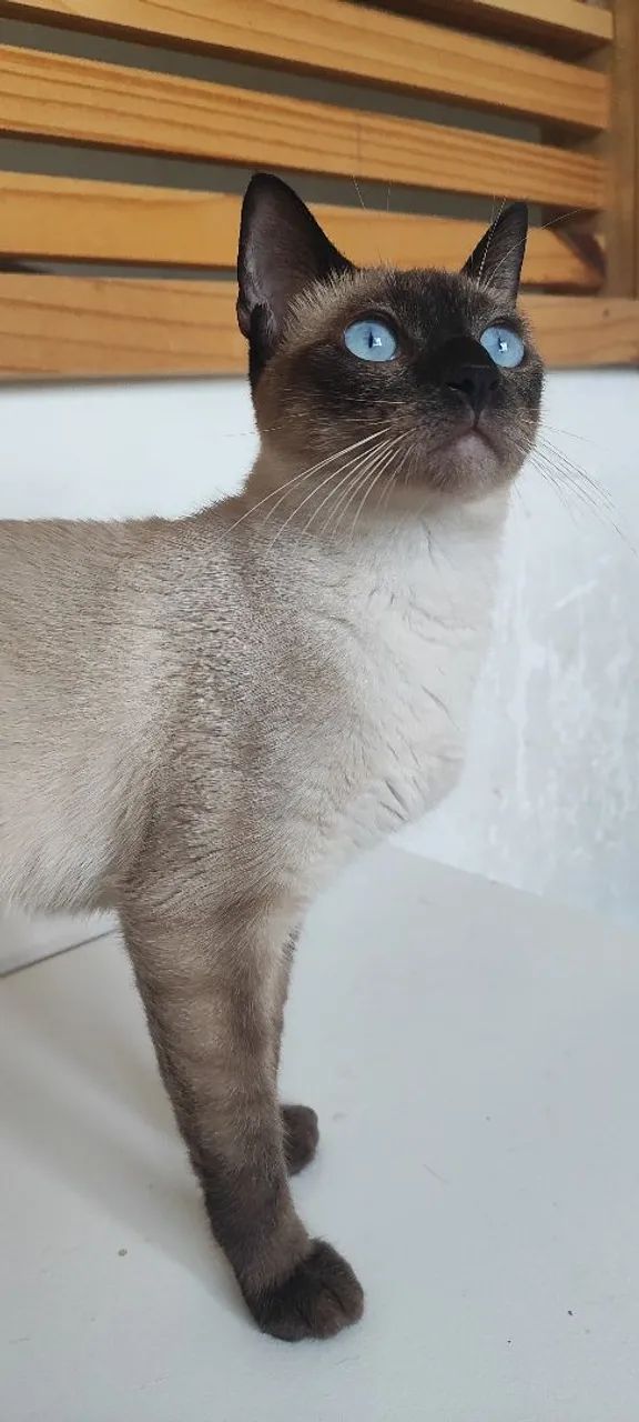 Gata siamês, castrada  - Foto 3