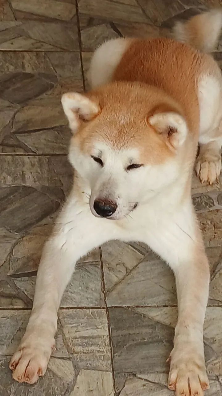 Akita - Foto 4