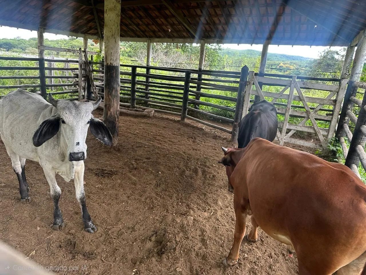Lote de Gado ( vacas) - Foto 4
