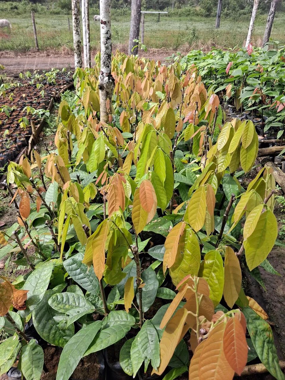Mudas de cacau clonado CEPEC - Foto 5