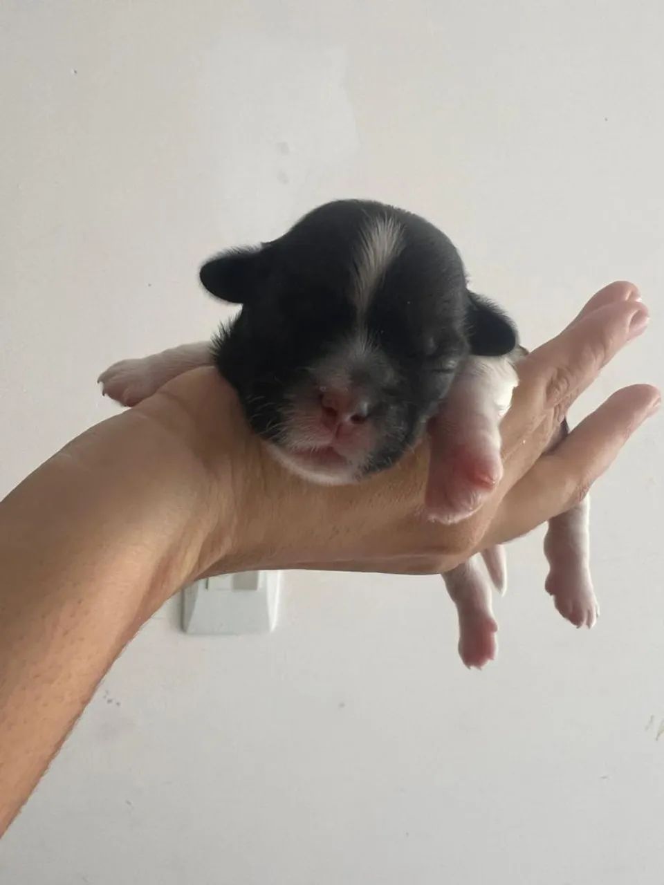 Shitzu  - Foto 4