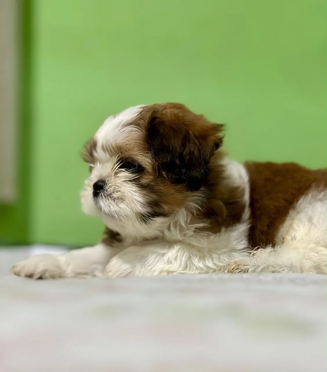 Filhotes de Shihtzu  - Foto 5