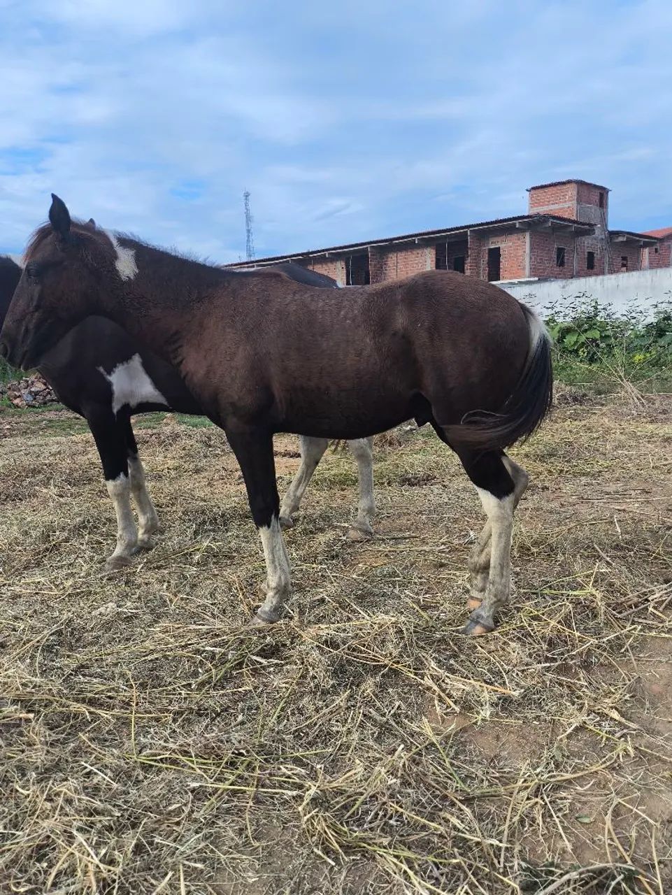 Potro Paint Horse 10 meses  - Foto 4