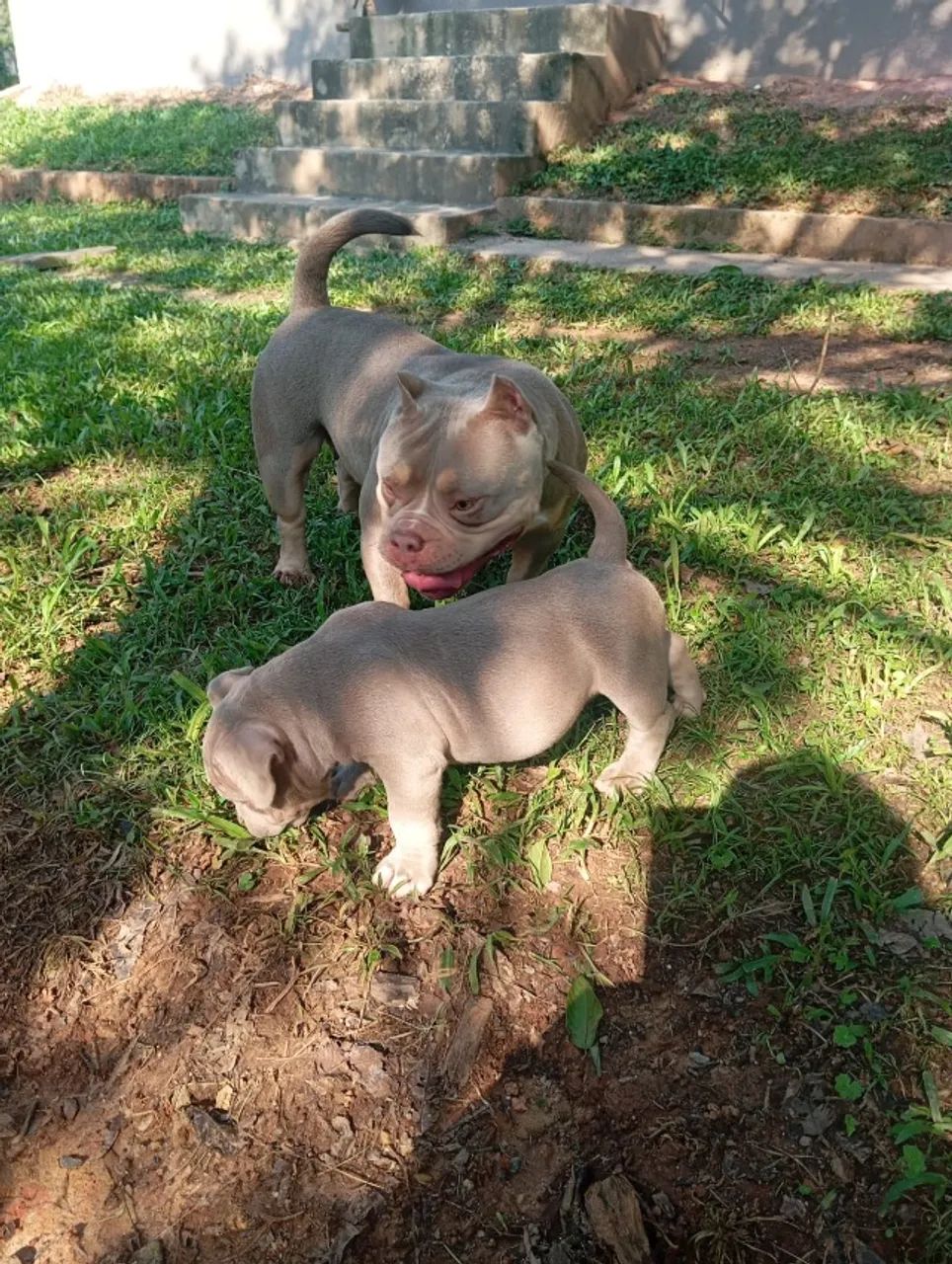 Filhote American Bully - 2 meses ? - Foto 4